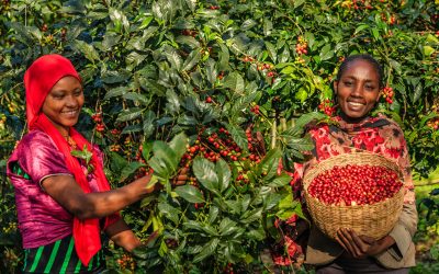 Sidamo coffee: why does it taste so good?